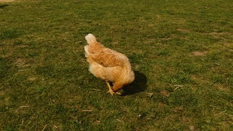 A single chicken walks through a field of green grass on a bright, sunny day Stock Footage 282868085