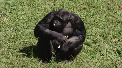 Single Chimpanzee Eating In Uganda Stock Footage 337054197