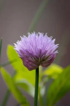 Single Chive Flower Close Up Stock Photos