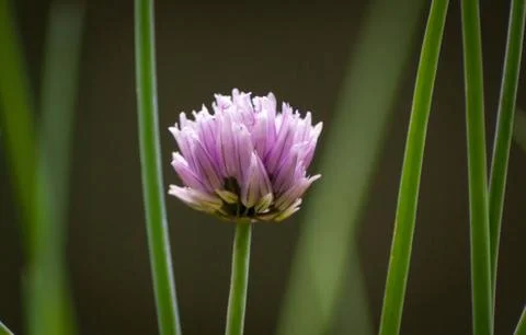 Single Chive Flower 写真素材