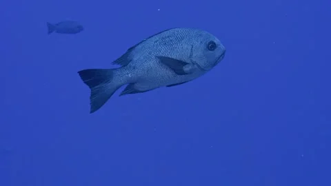 Single chub swimming open water Stock Footage 344002556