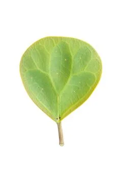 Single circle green leaf isolated on white Stock Photos