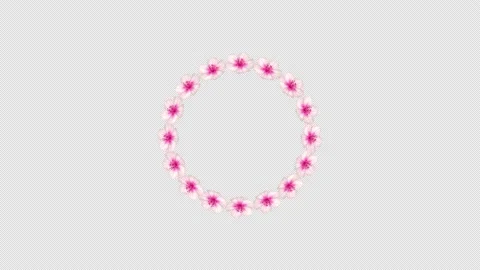 Single Circular Pink Cherry Blossom Flower Frame Stock Footage 234541607