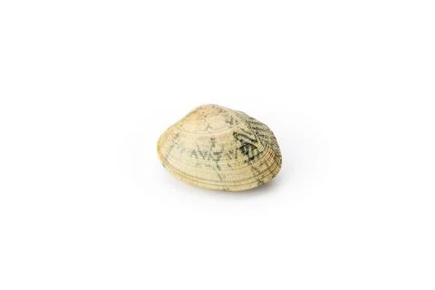 Single clam shell lying on a white background Foto stock