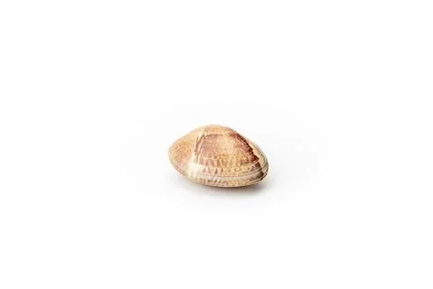 Single clam shell lying on a white background Stock Photos
