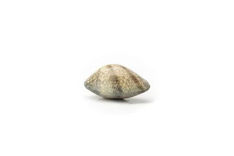 Single clam shell resting on white background Stock Photos