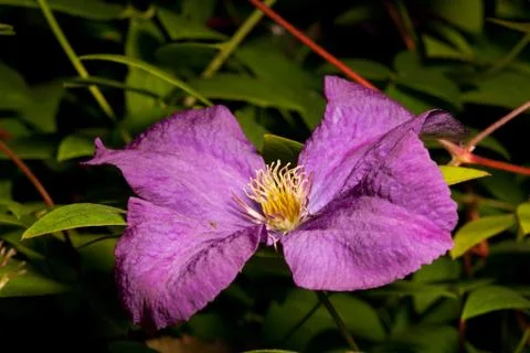 Single Clematis flower Stock Photos