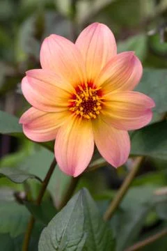 Single Clematis Flower Stock Photos