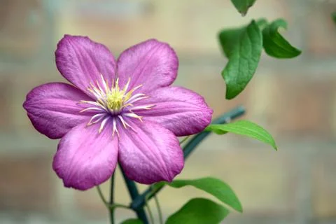 Single clematis Stock Photos