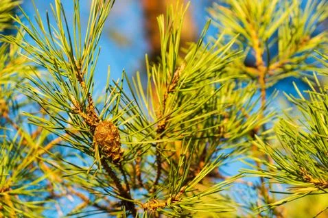 Single closed brown Lodgepole Pinecone on pine branch with green needles Stock Photos