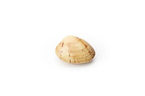 Single closed clam shell on white background Stock Photos