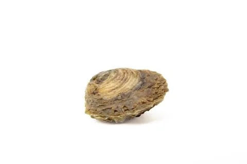 Single closed oyster shell isolated on white background Stock Photos