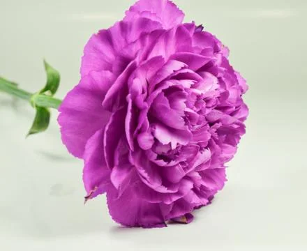 Single clove Stock Photos