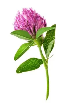 Single clover flower vertically Stock Photos
