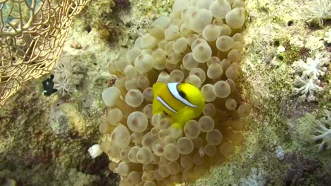 Single Clown fish in bubble anemone Stock Footage 263623845