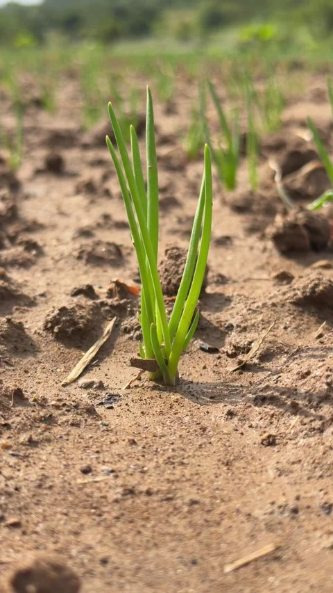 A single cluster of green onion grows from wet soil in a vertical frame with a 库存影片 330111838