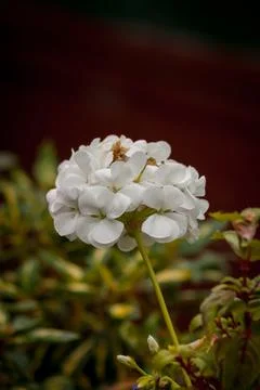 Single Cluster of White Geranium Flowers 写真素材