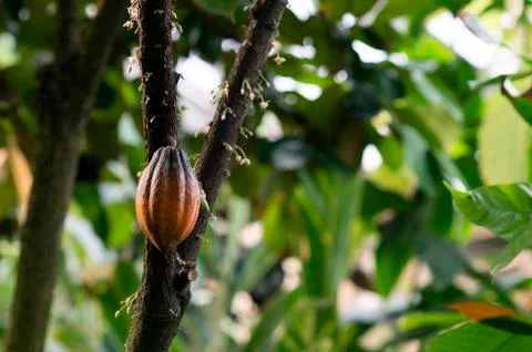 A single cocoa fruit on a tree trunk among empty flowers without an ovary of  Stock Photos