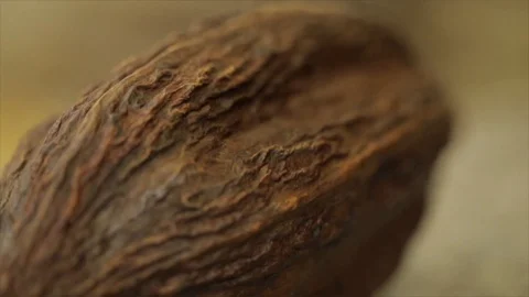 Single Cocoa Pod Closeup Stock Footage 99163517