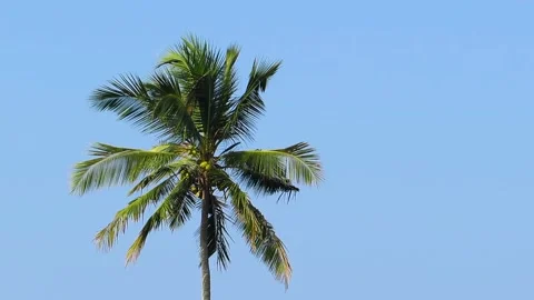 Single coconut palm tree crown isolated against clear blue sky Stock Footage 347896379