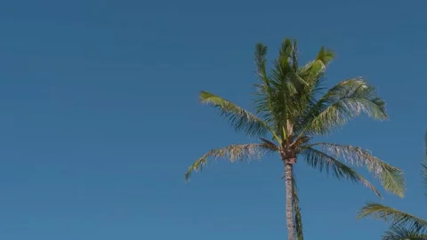Single coconut tree against a blue sky with no clouds. trade winds Stock Footage 136263727