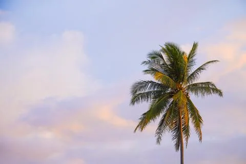 Single coconut tree with sky view, morning sky and coconut tree, tropical i.. Stock Photos