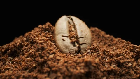 Single Coffee Bean And Ground Coffee. Macro Shot. Stock Footage 108788560