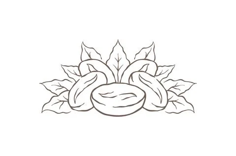 A Single Coffee Bean With A Crown Of Leaves Emblem Vector Illustration イラスト素材