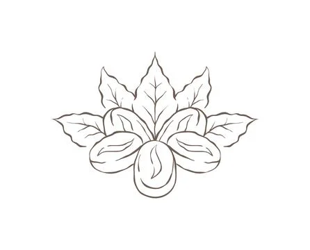 A Single Coffee Bean With Fresh Leaves On A Branch Vector Illustration Stock Illustration