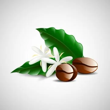 Single coffee bean with leaf isolated on white background Stock Illustration