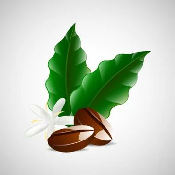 Single coffee bean with leaf isolated on white background Stock Illustration