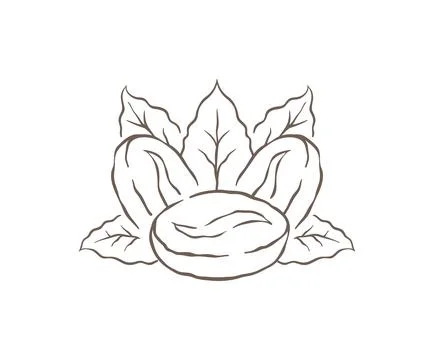 A Single Coffee Bean With A Lush Bed Of Fresh Leaves Vector Illustration Stock Illustration