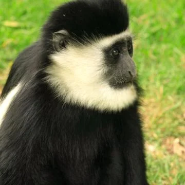 Single colobus monkey Foto stock