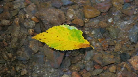 Single colorful leaf in stream flowing downstream slow motion Stock Footage 41758739