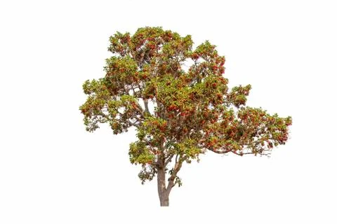 Single colorful tree with clipping path on white background 写真素材