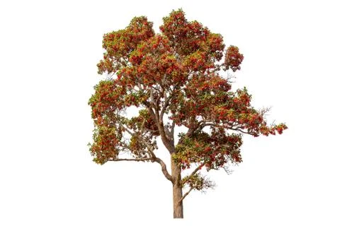 Single colorful tree with clipping path on white background 库存照片