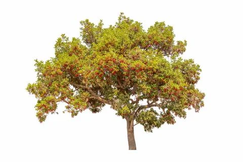 Single colorful tree with clipping path on white background Фото