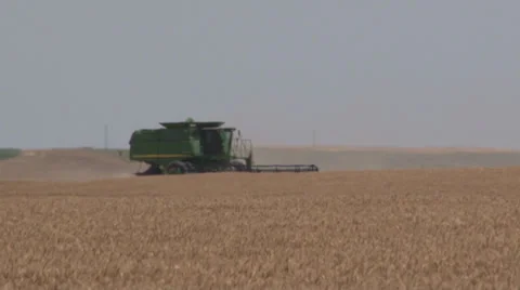Single Combine Cutting Wheat Stock Footage 35590019