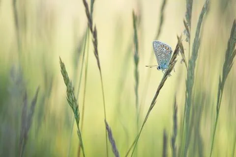 Single common blue butterfly resting between grass blades Stock Photos