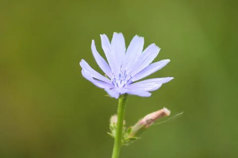 Single common chicory flower closeup view with green blurred background Foto stock