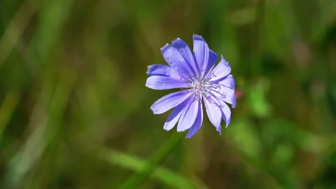 Single Common Chicory lat. Cichorium intybus flower on the wind, copy space. Stock Footage 260895881