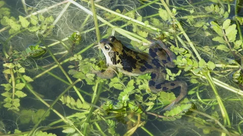 Single common frog sits at plants in the pond. Stock Footage 217841354