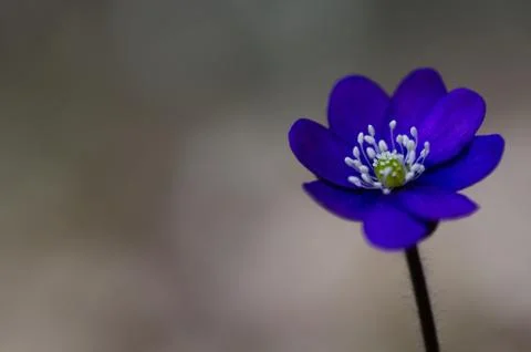 Single common hepatica Stock Photos