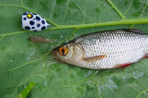 Single common rudd fish and fishing bait on natural background. Stock Photos
