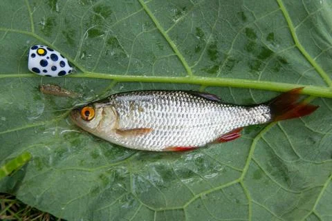 Single common rudd fish and fishing bait on natural background. Stock Photos