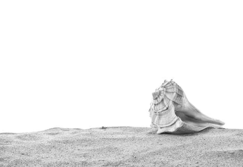 Single conch sea shell on sand black and white Foto stock