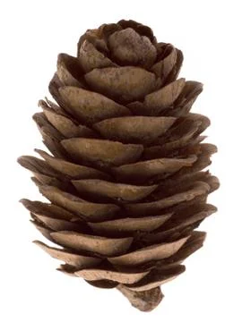 Single Cone Stock Photos