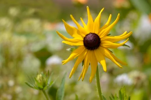 Single coneflower Stock Photos