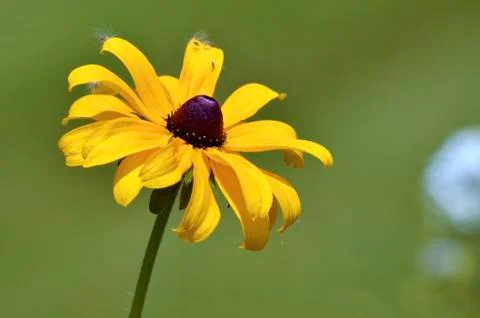 Single coneflower Stock Photos