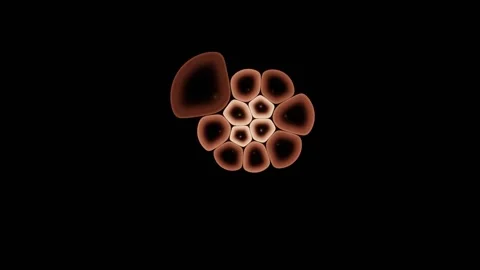 Single Confocal Slice Cuts Cleanly Through A Cell Layer Stock Footage 344512476